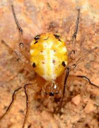 Attēlu rezultāti vaicājumam “Licea pygmaea”