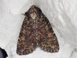 Attēlu rezultāti vaicājumam “Apamea remissa”