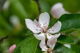 Attēlu rezultāti vaicājumam “Cydonia oblonga flower”