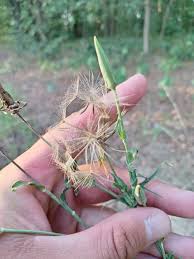 Attēlu rezultāti vaicājumam “Microbotryum tragopogonis - pratensis”