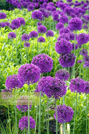 Attēlu rezultāti vaicājumam “Allium holandicum leaf”