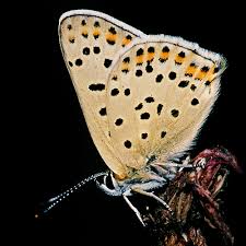 Attēlu rezultāti vaicājumam “Lycaena tityrus”