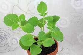 Image result for Thymian