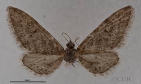 Attēlu rezultāti vaicājumam “Eupithecia satyrata”