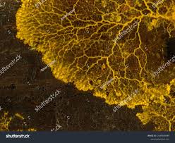 Attēlu rezultāti vaicājumam “Diderma umbilicatum plasmodium”