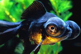 Image result for 出目金