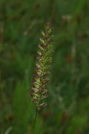 Attēlu rezultāti vaicājumam “Cynosurus cristatus flower”