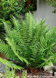 Attēlu rezultāti vaicājumam “Dryopteris filix-mas”