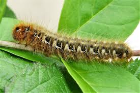 Attēlu rezultāti vaicājumam “Lasiocampa quercus larva”