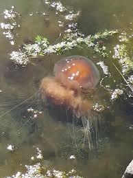 Image result for Cyanea capillata