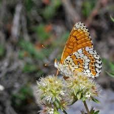 Attēlu rezultāti vaicājumam “Melitaea cinxia”