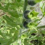 Attēlu rezultāti vaicājumam “Hyoscyamus niger fruit”