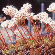 Image result for Mauerpfeffer