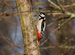 Attēlu rezultāti vaicājumam “Dendrocopos major male”