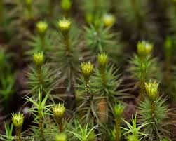 Attēlu rezultāti vaicājumam “Polytrichum juniperinum sporophyte”