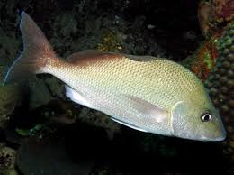 Image result for Haemulon album