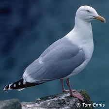 Attēlu rezultāti vaicājumam “Larus argentatus adult”