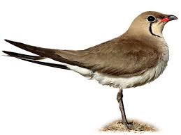 Image result for Glareola pratincola