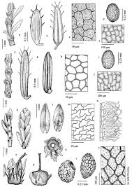 Attēlu rezultāti vaicājumam “Erica tetralix leaf”