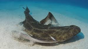 Image result for Squatina dumeril