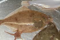 Image result for Limanda limanda