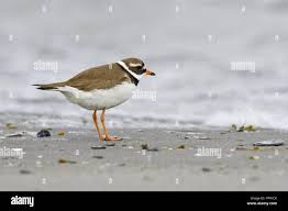 Attēlu rezultāti vaicājumam “Charadrius hiaticula adult”