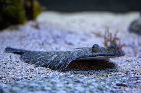 Image result for Paralichthys lethostigma