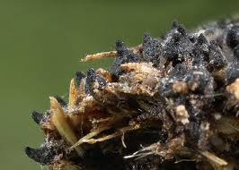 Attēlu rezultāti vaicājumam “Sordaria fimicola”