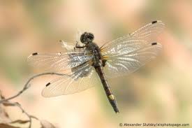 Attēlu rezultāti vaicājumam “Leucorrhinia pectoralis”