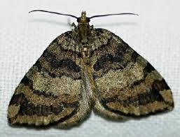 Attēlu rezultāti vaicājumam “Hydriomena furcata”