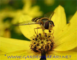 Attēlu rezultāti vaicājumam “Syrphus torvus”