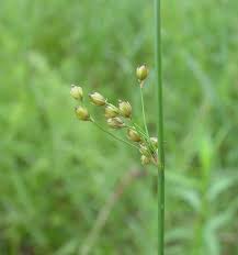 Attēlu rezultāti vaicājumam “Juncus filiformis”