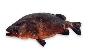 Image result for Lutjanus cyanopterus