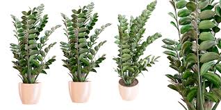 Image result for zamiokulkas