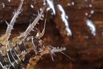 Attēlu rezultāti vaicājumam “Ligidium hypnorum”