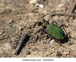 Attēlu rezultāti vaicājumam “Cicindela campestris imago”