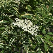 Attēlu rezultāti vaicājumam “Sambucus nigra”