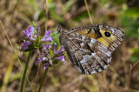 Attēlu rezultāti vaicājumam “Hipparchia semele”