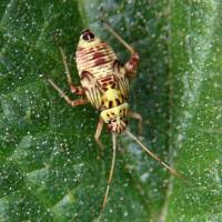 Attēlu rezultāti vaicājumam “Rhabdomiris striatellus imago”