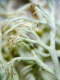 Attēlu rezultāti vaicājumam “Cladonia ciliata”
