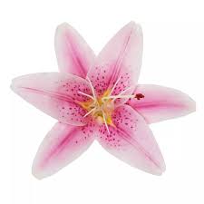 Image result for Lilie