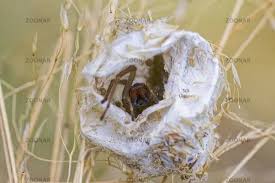Attēlu rezultāti vaicājumam “Alcedo atthis nest”