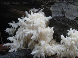 Attēlu rezultāti vaicājumam “Hericium coralloides”