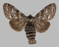 Attēlu rezultāti vaicājumam “Gynaephora selenitica”