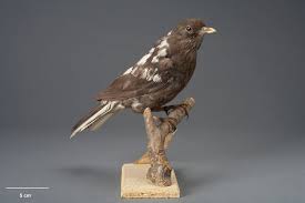 Attēlu rezultāti vaicājumam “Turdus merula”