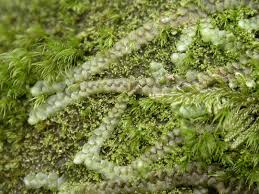 Attēlu rezultāti vaicājumam “Harpanthus scutatus”