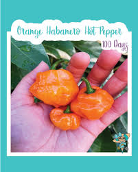 Afbeeldingsresultaat voor orange habanero hot pepper