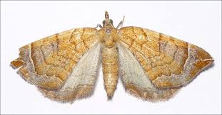 Attēlu rezultāti vaicājumam “Eulithis pyropata”