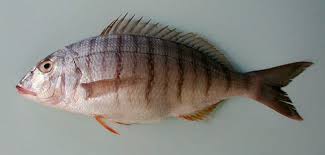 Image result for Lithognathus mormyrus