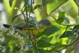 Image result for Dendroica magnolia
